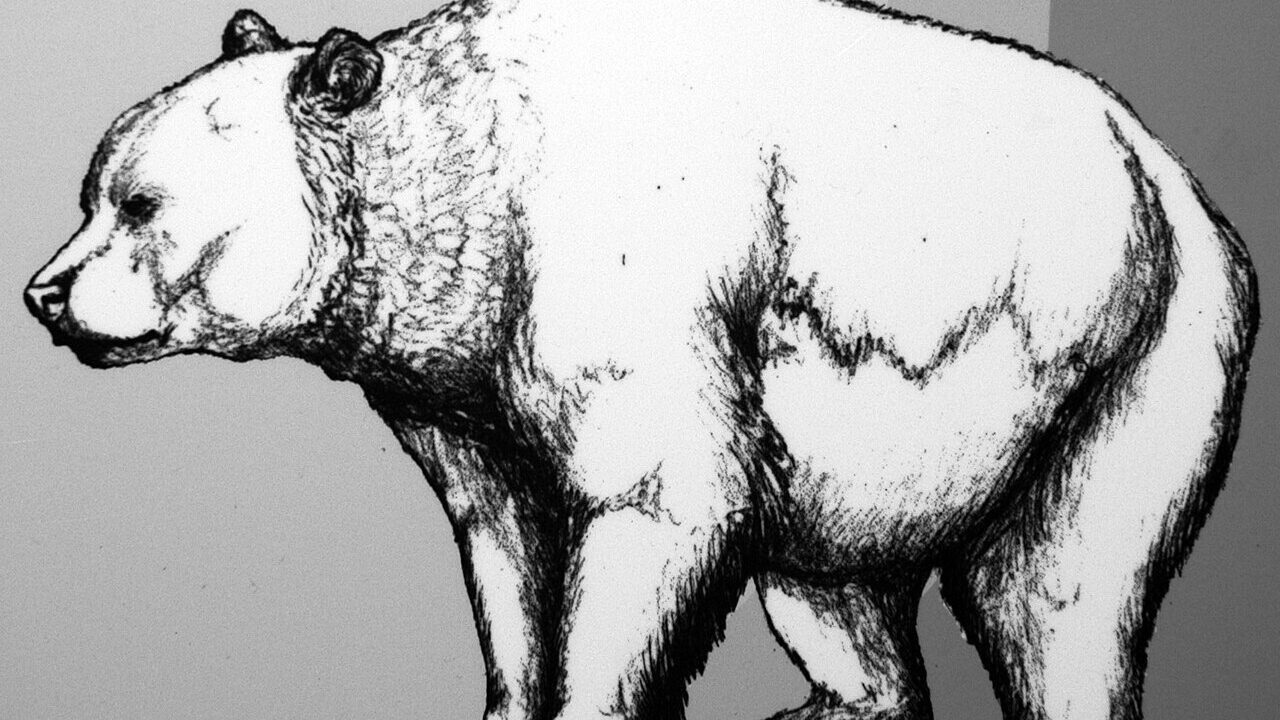Ours des cavernes