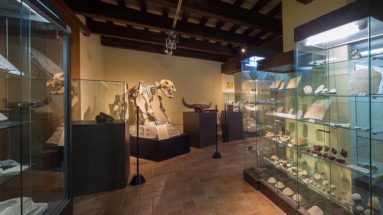 Squelette (montage de musée).