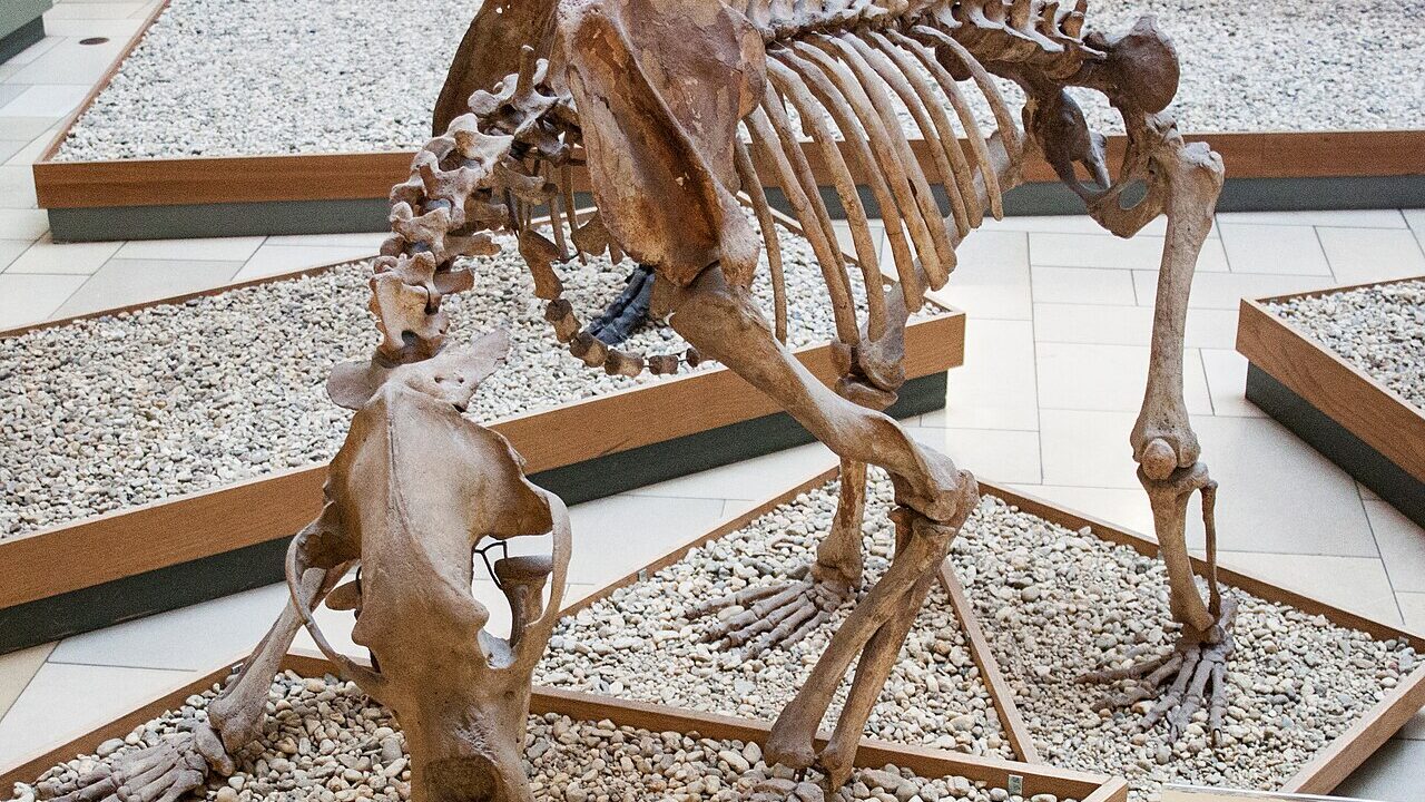 Squelette (montage de musée).