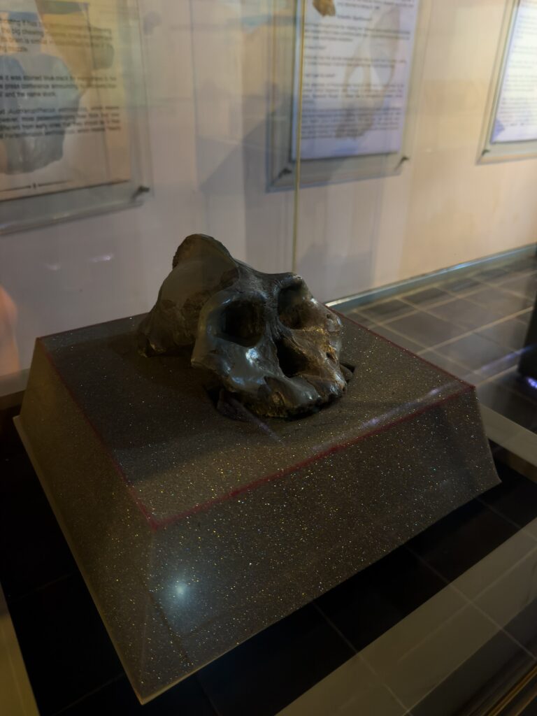 Crâne noir de Paranthropus aethiopicus en vitrine à Nairobi