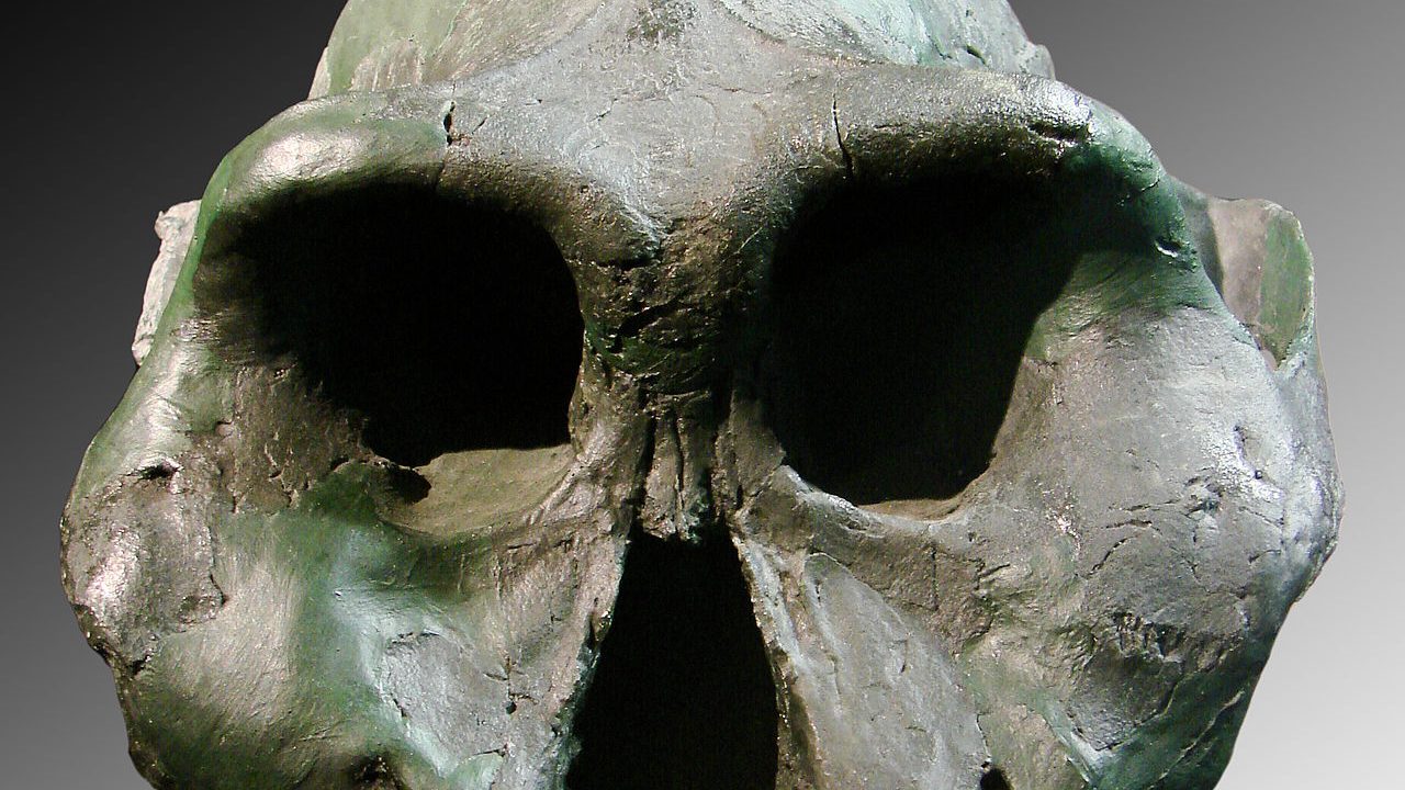 Paranthropus aethiopicus