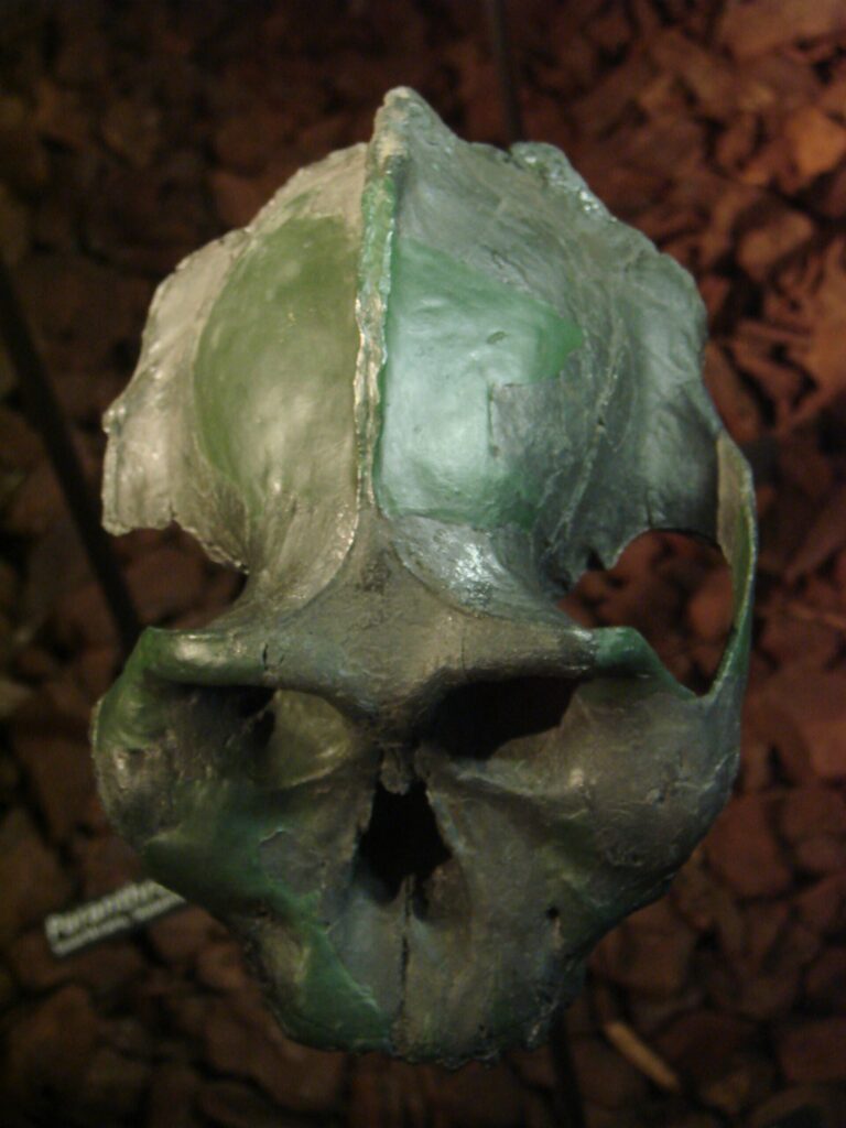 Moulage du Crâne noir vu du dessus montrant la crête sagittale