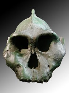 Crâne noir (KNM-WT 17000), Paranthropus aethiopicus