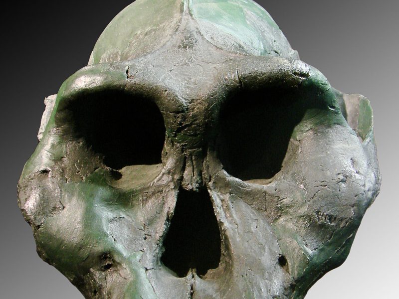 paranthropus-aethiopicus