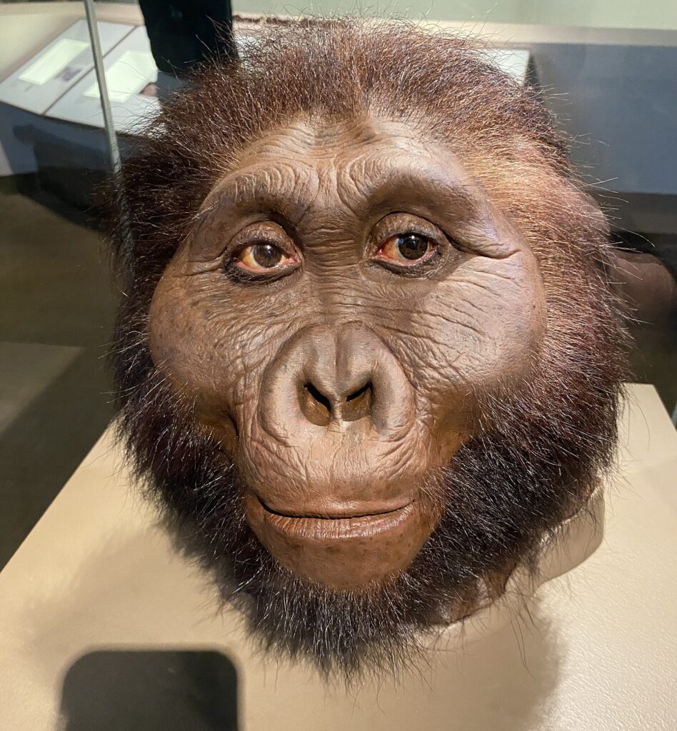 Reconstitution du visage de Paranthropus boisei