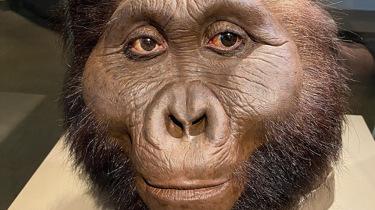 Paranthropus boisei