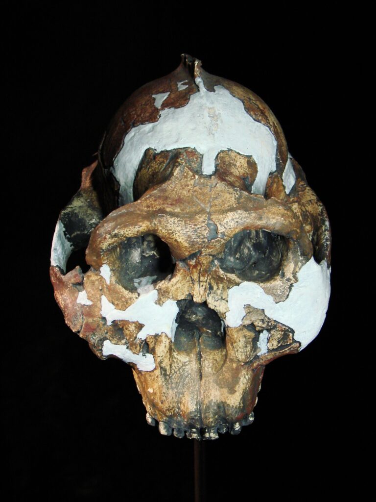 Moulage du crâne OH 5 de face
