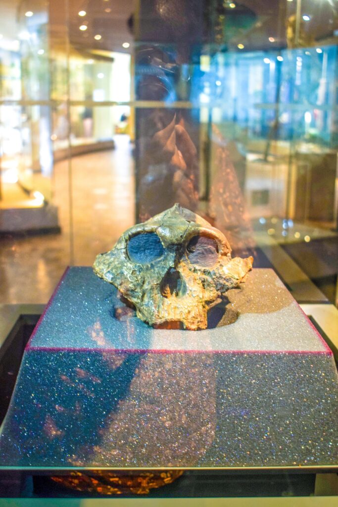 Crâne KNM-ER 406 de Paranthropus boisei en vitrine