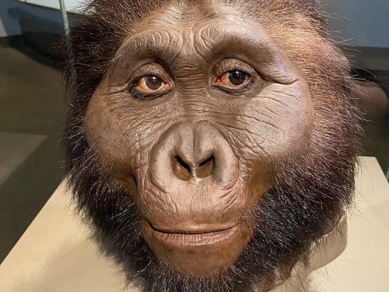 paranthropus-boisei