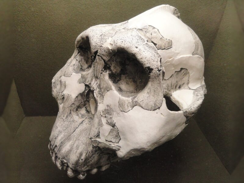 Paranthropus boisei