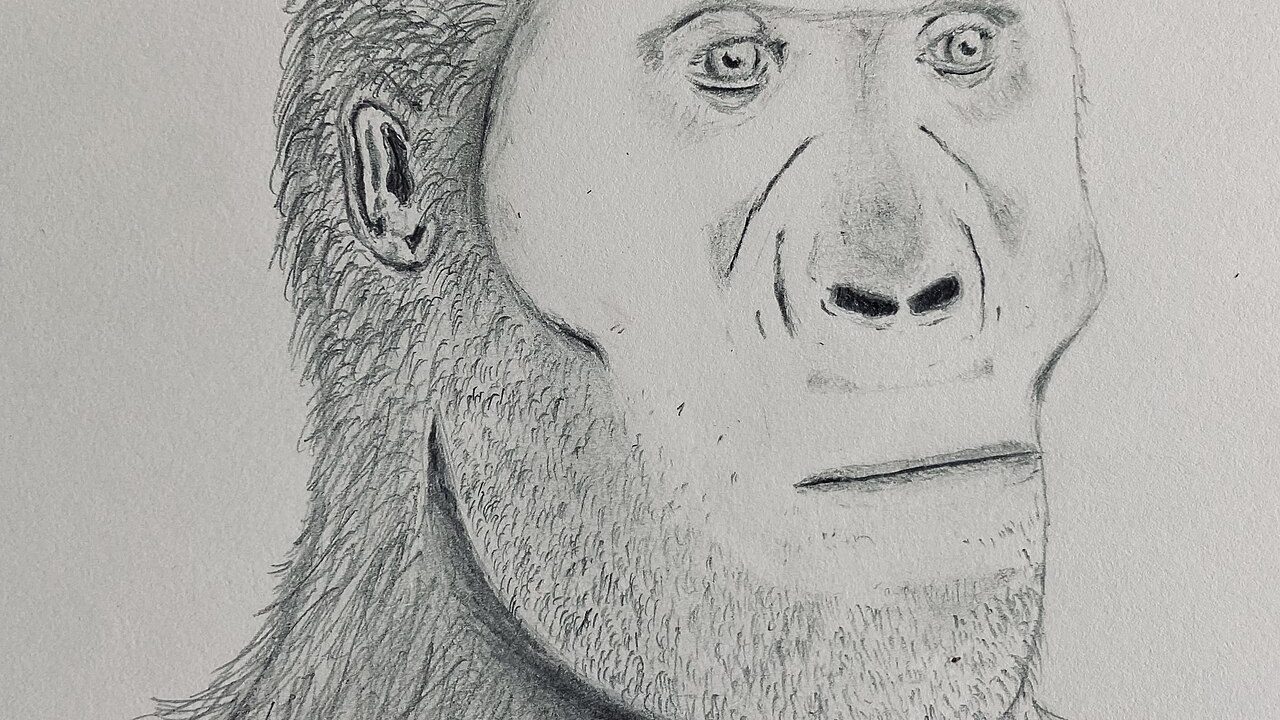 Paranthropus robustus