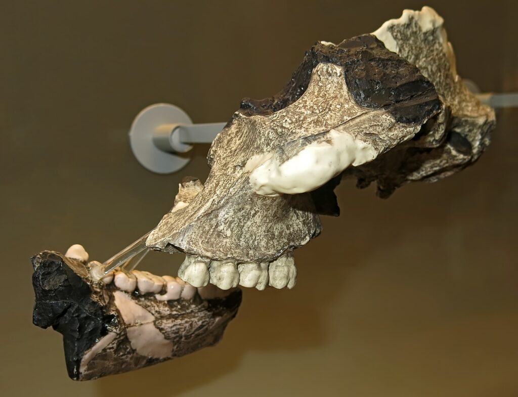 Moulage de la mâchoire supérieure et de la mandibule TM 1517