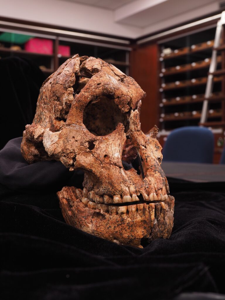 Crâne fossile féminin DNH 7 de Paranthropus robustus
