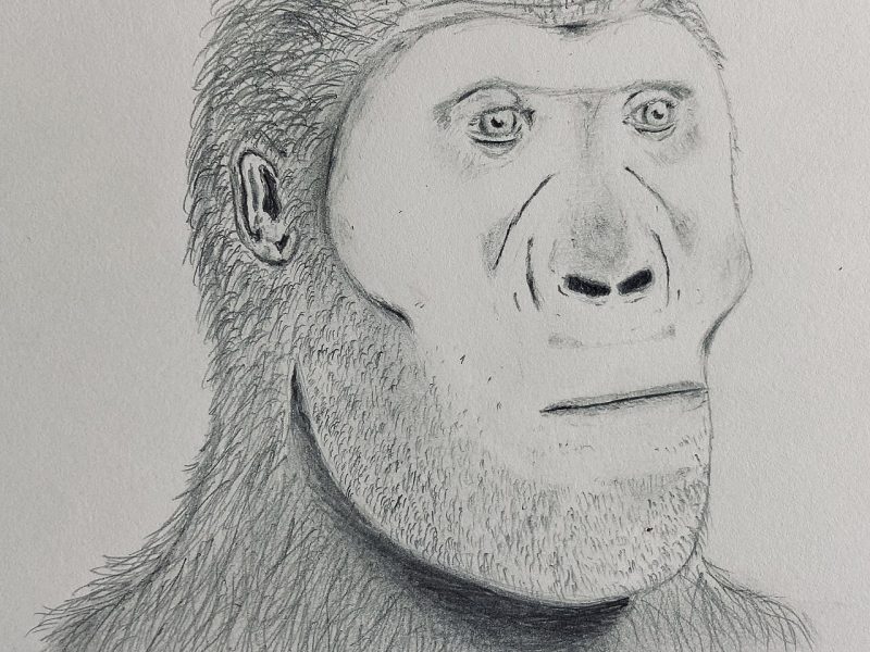 paranthropus-robustus
