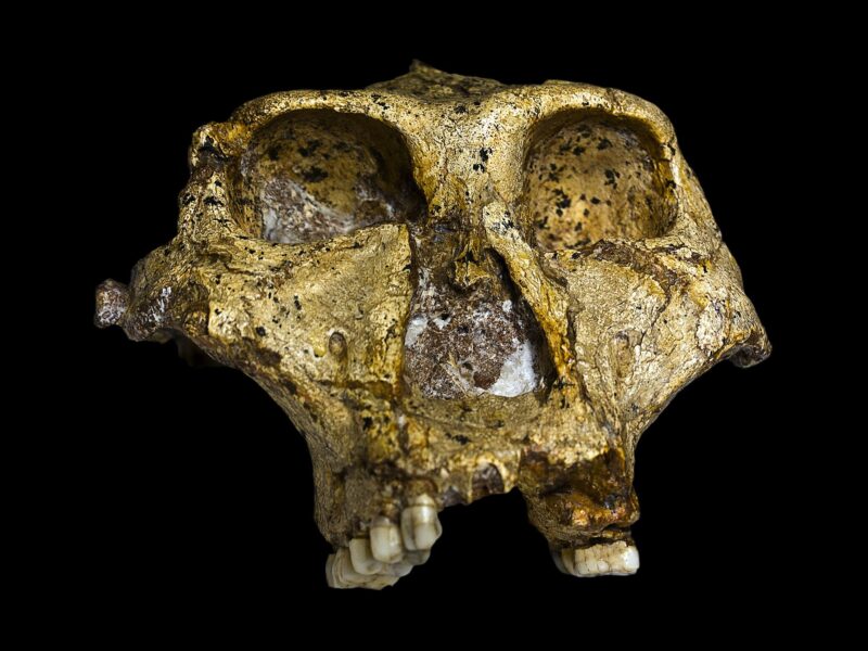 Paranthropus robustus