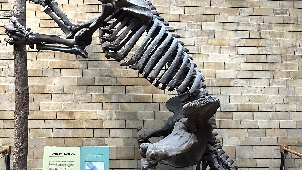 Squelette (montage de musée).
