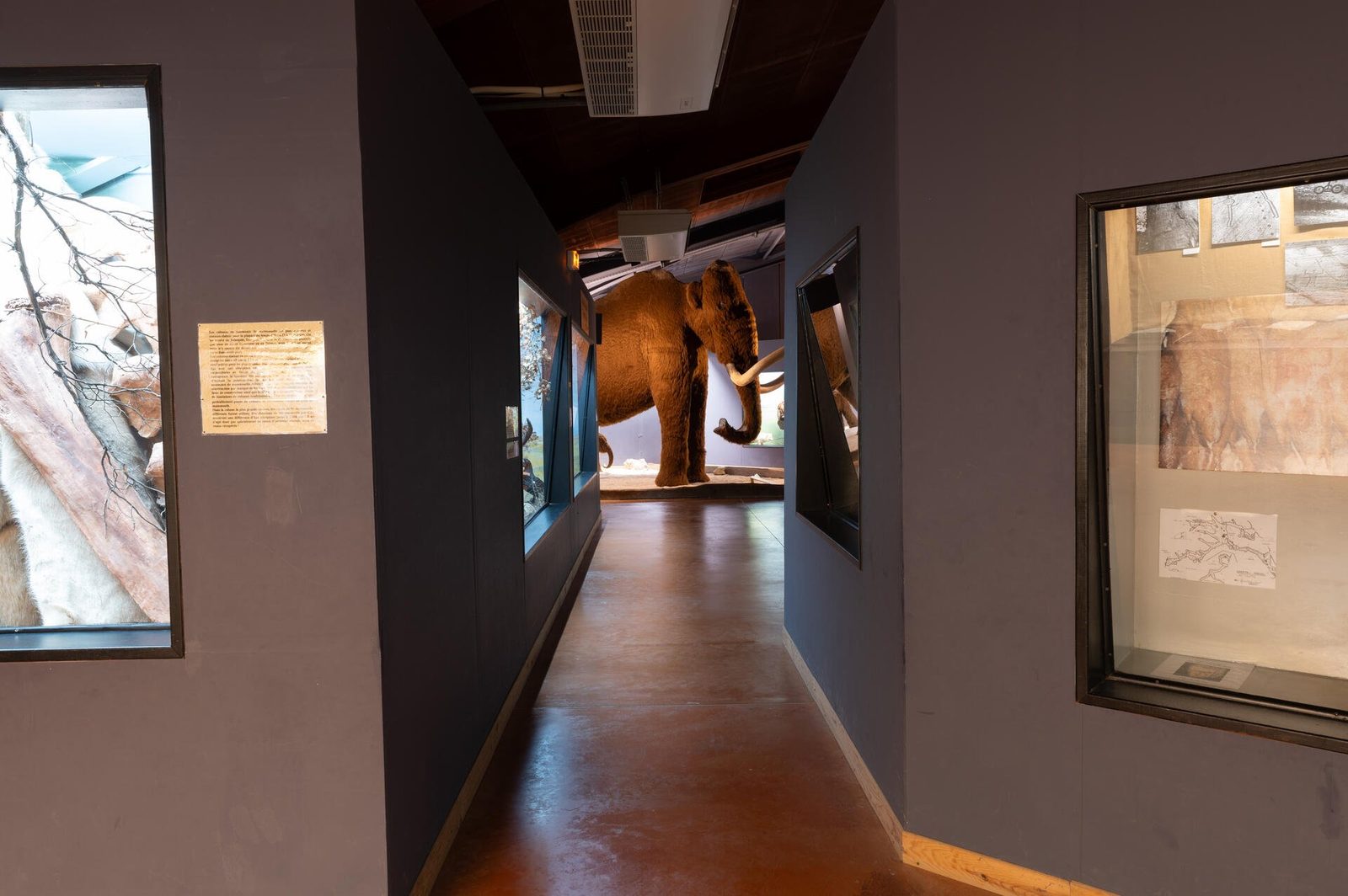 Le parcours d’exposition menant au mammouth
