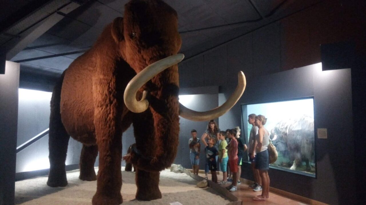 Le mammouth grandeur nature, face aux visiteurs