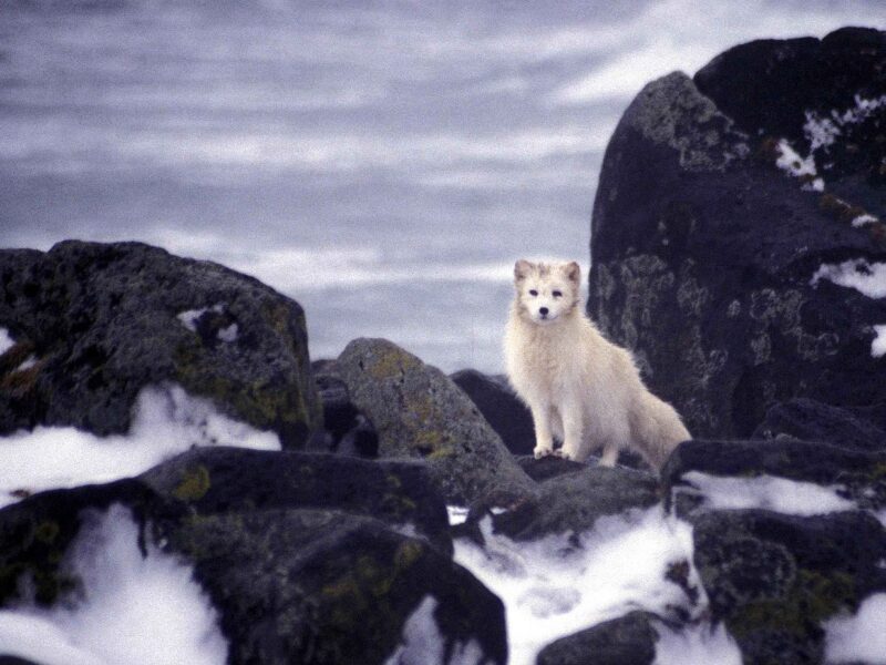 Renard polaire