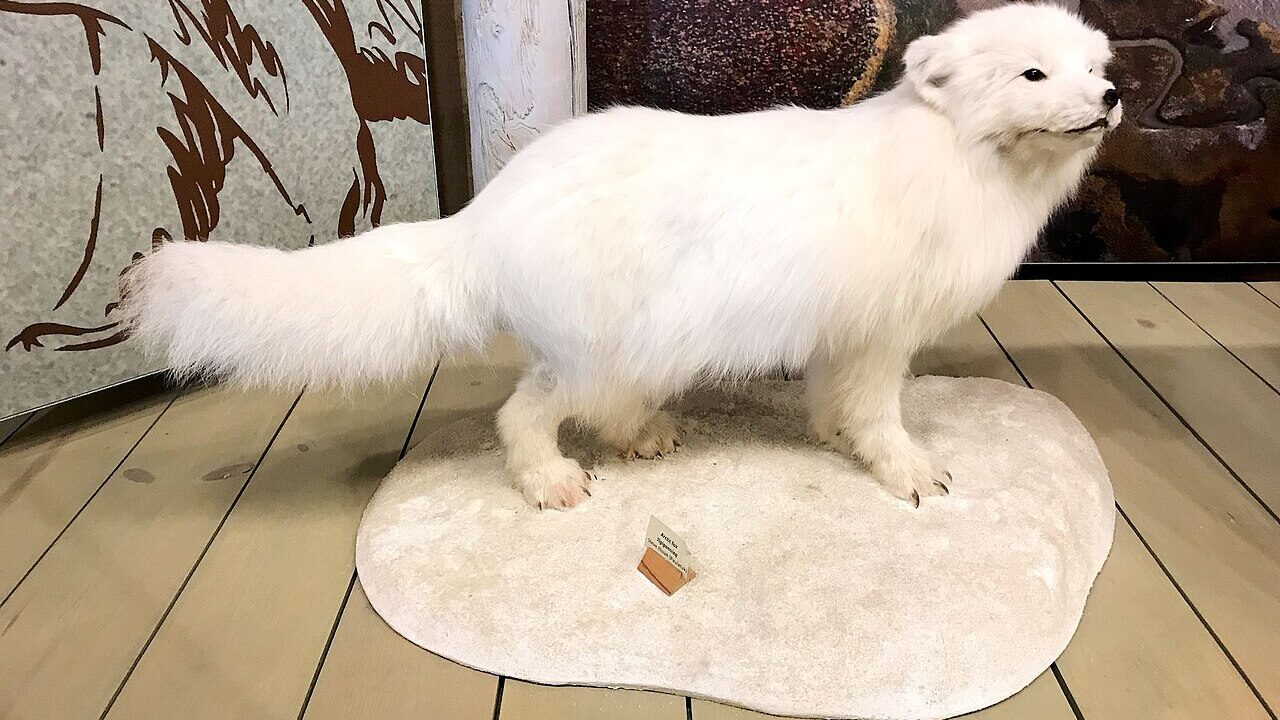 Renard polaire