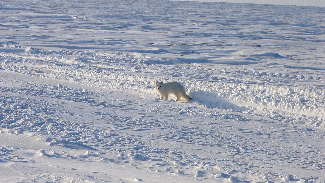 Renard polaire