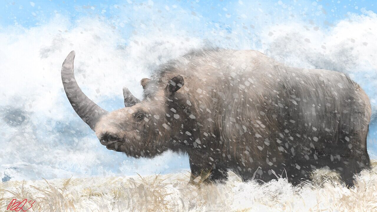 Rhinocéros laineux