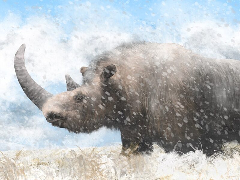 Rhinocéros laineux