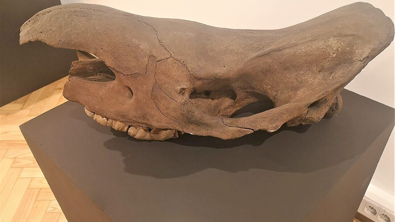 Crâne fossile.