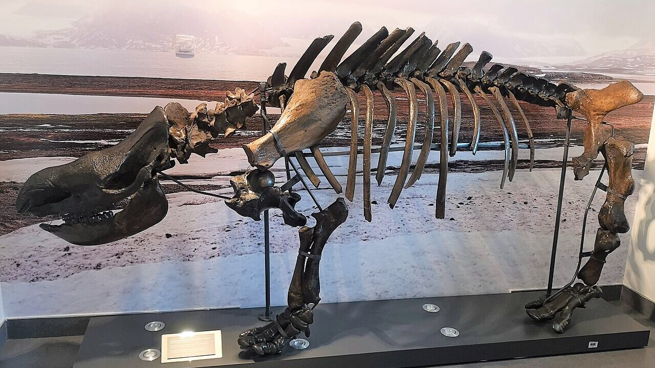 Squelette (montage de musée).