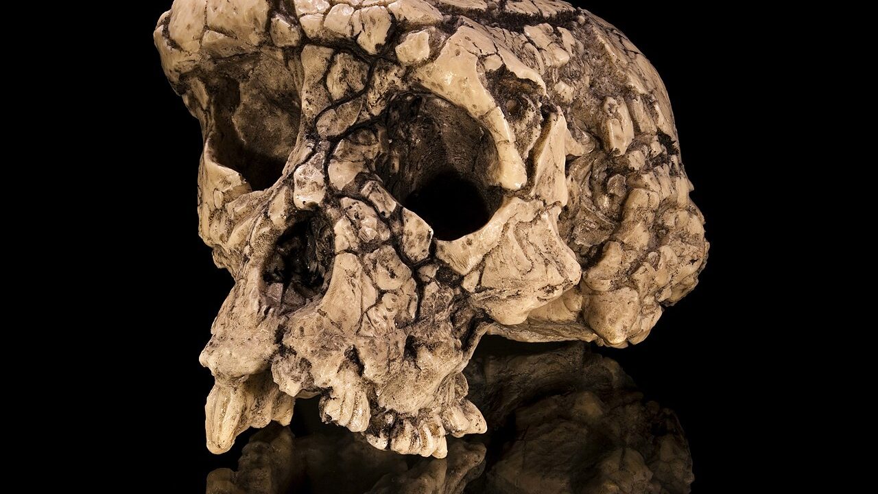 Sahelanthropus tchadensis