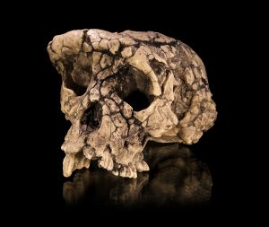 Toumaï (TM 266), Sahelanthropus tchadensis