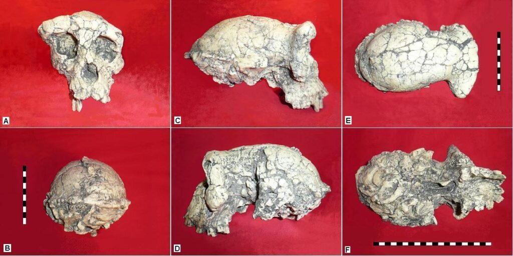 Six vues du moulage du crâne déformé de Toumaï