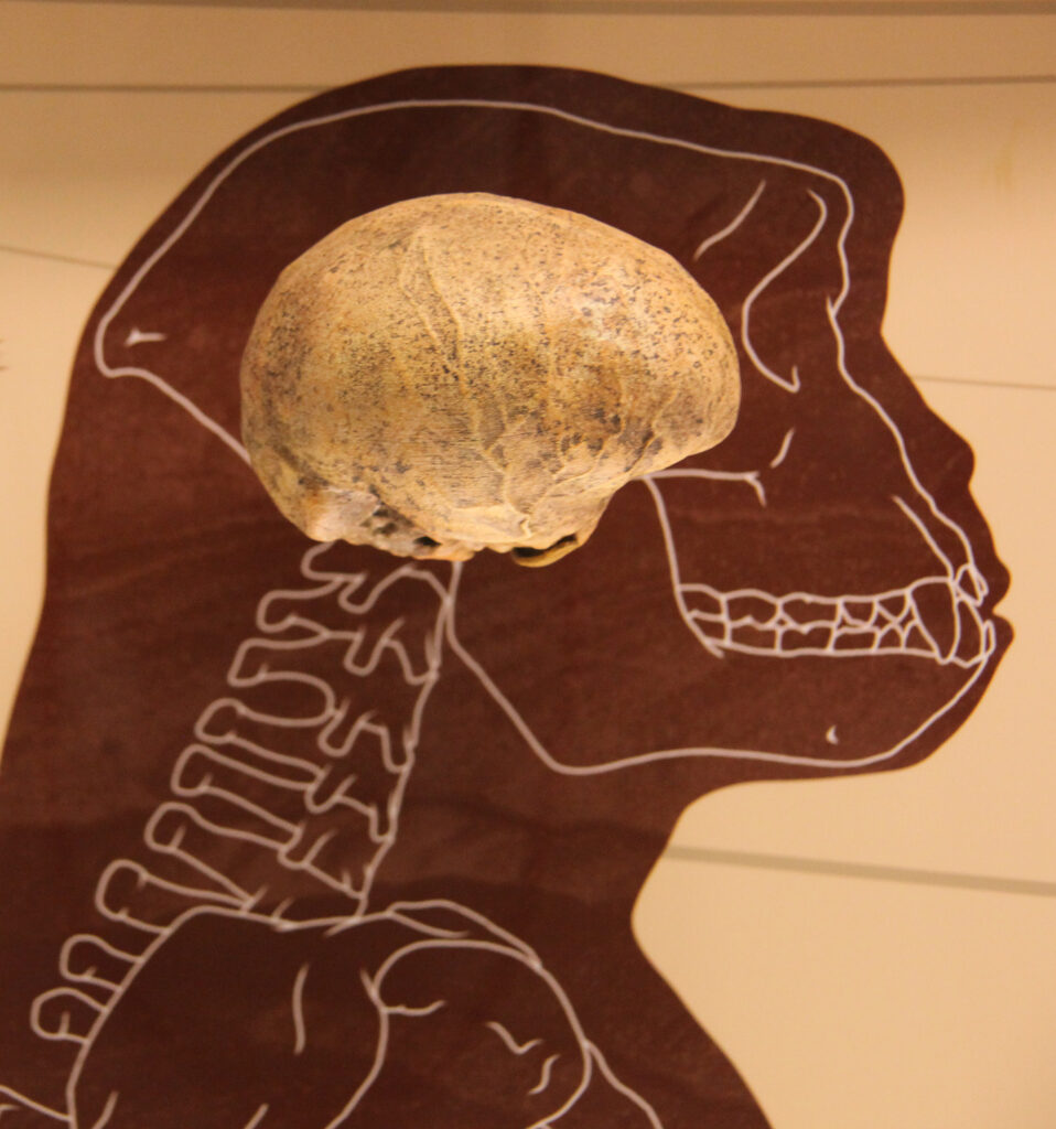 Moulage endocrânien de Toumaï dans une vitrine