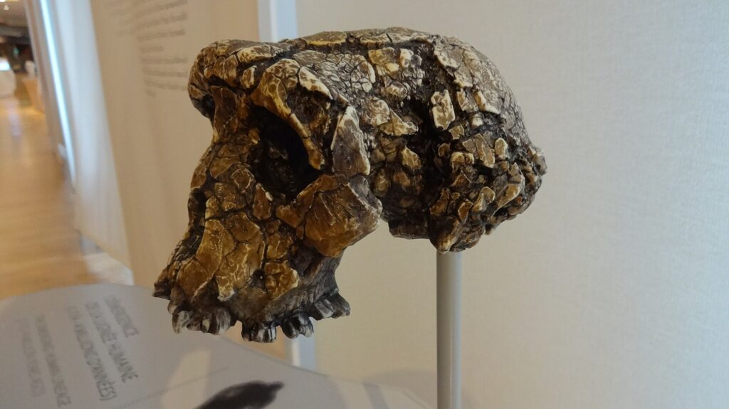 Crâne de Toumaï vu de profil au Musée de l’Homme