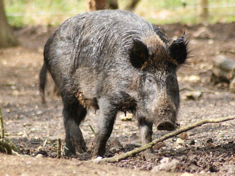 Sanglier