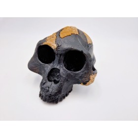 Moulage du crâne de Lucy (Australopithecus afarensis)