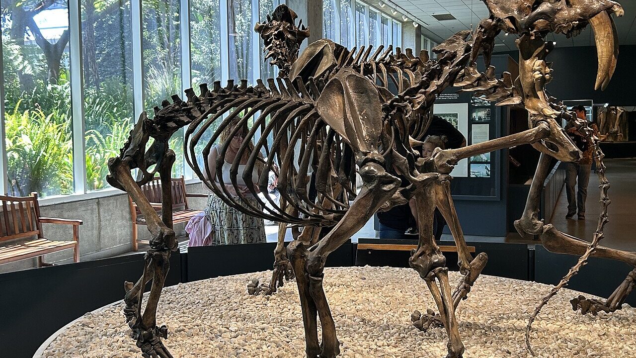 Smilodon (tigre à dents de sabre)