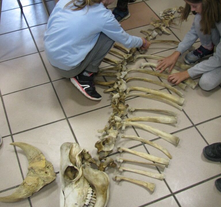 Remontage d’un squelette animal, os par os