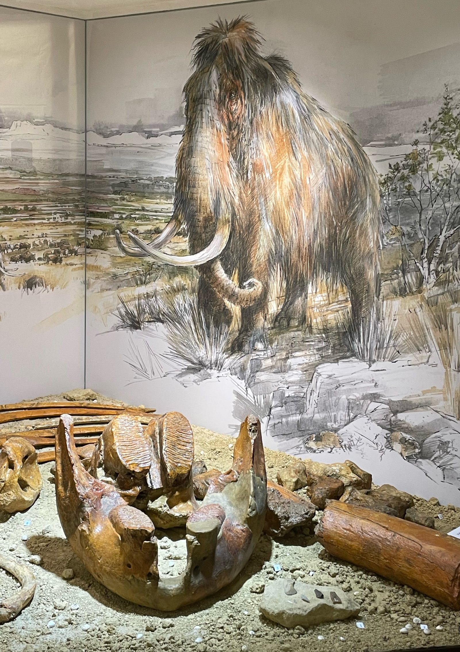 La vitrine du mammouth : squelette partiel et décor de steppe glaciaire
