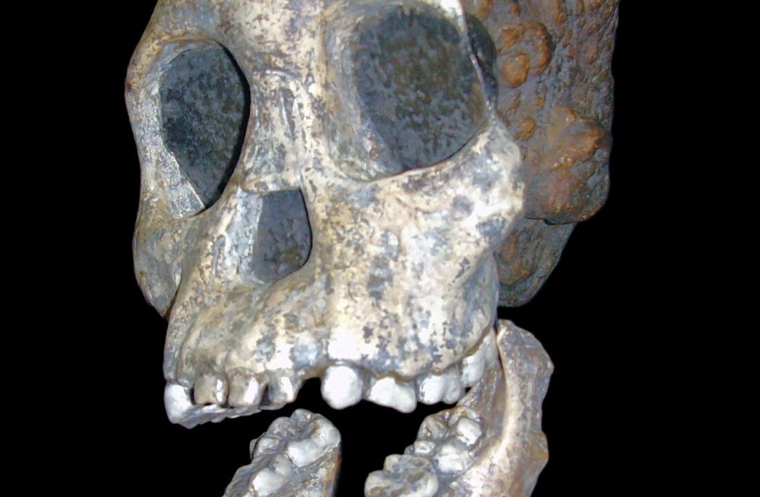 Le crâne fossile de l’enfant de Taung