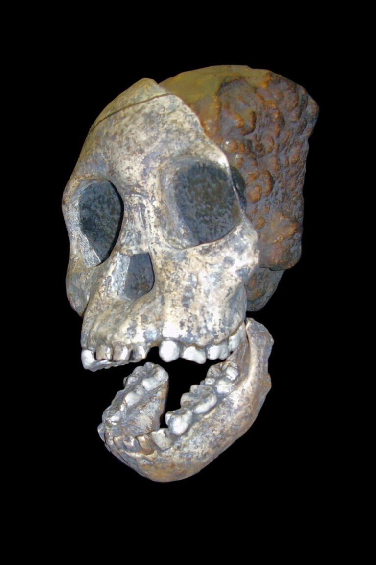 Le crâne fossile de l’enfant de Taung