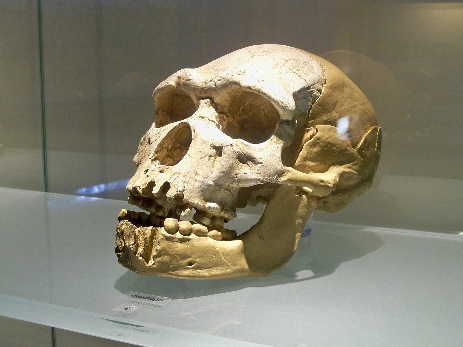 Le crâne Arago 21, l’« Homme de Tautavel » (~450 000 ans)