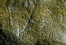 Grotte des Combarelles / relevé partiel d’une paroi Evoquant des vénus styli
