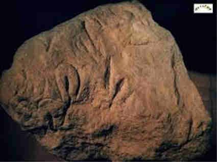 Bloc de grés Gravures de vulves de l’abri du Cellier Tursac (30000 ans BP)