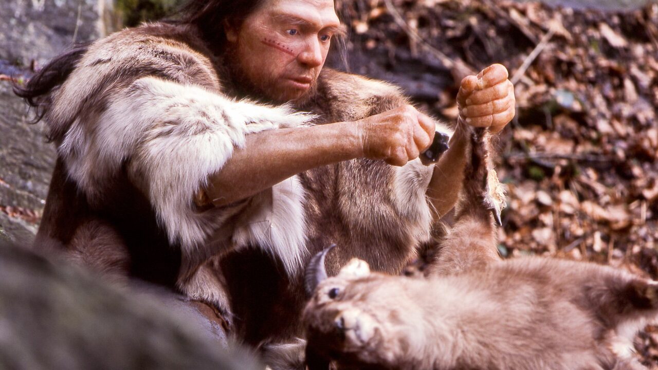 Reconstitution d’un chasseur néandertalien dépeçant un animal avec un éclat de silex