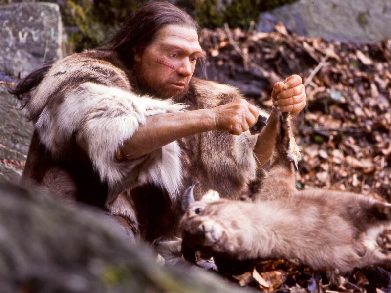 Reconstitution d’un chasseur néandertalien dépeçant un animal avec un éclat de silex