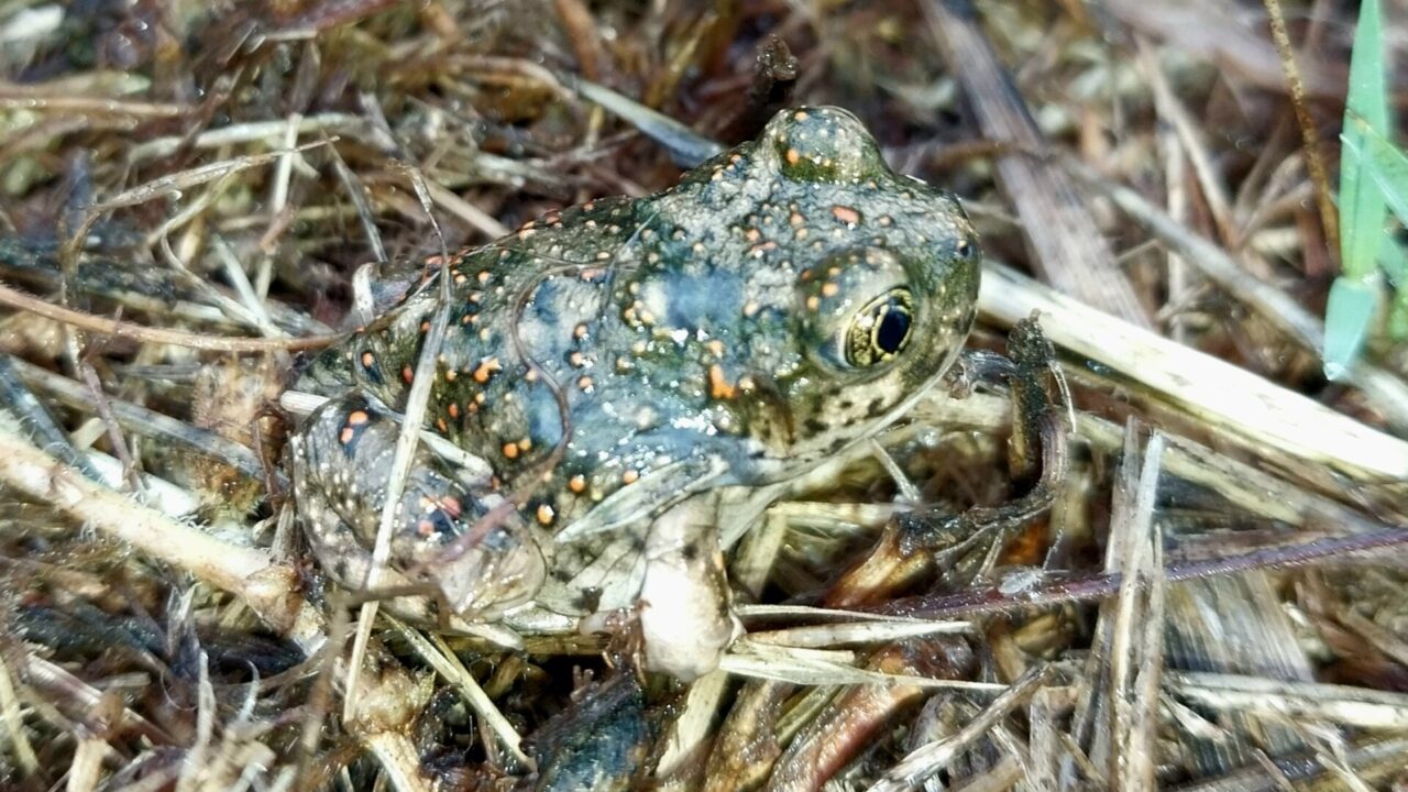 Spea hammondii, crapaud pelobate actuel de Californie, proche parent de l'espèce éteinte décrite à Rancho La Brea.