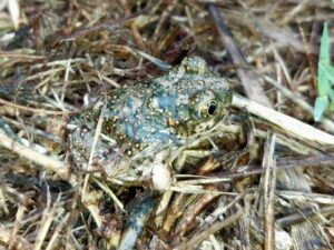 Spea hammondii, crapaud pelobate actuel de Californie, proche parent de l'espèce éteinte décrite à Rancho La Brea.