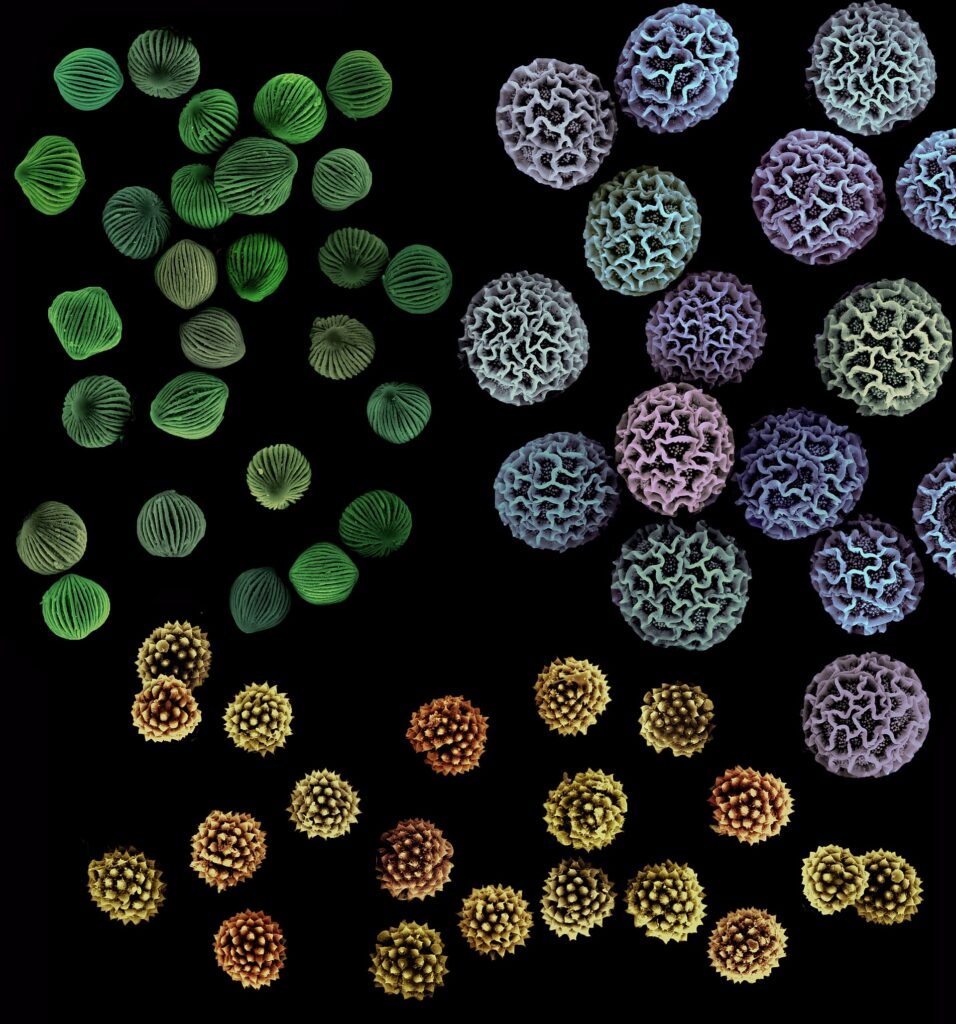 Grains de pollen de trois espèces végétales vus au microscope