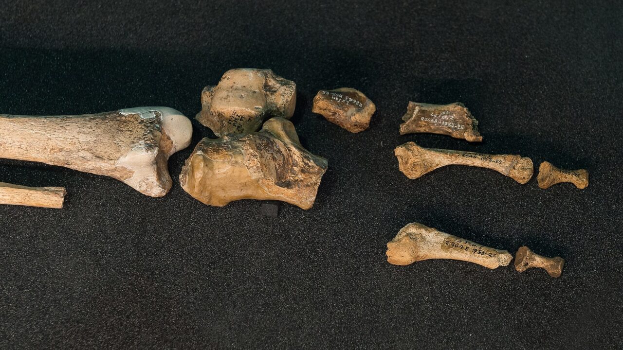 Les os du pied droit de La Ferrassie 1, néandertalien découvert en Dordogne, exposés au Musée de l'Homme. Le calcanéum est l'os massif au centre.